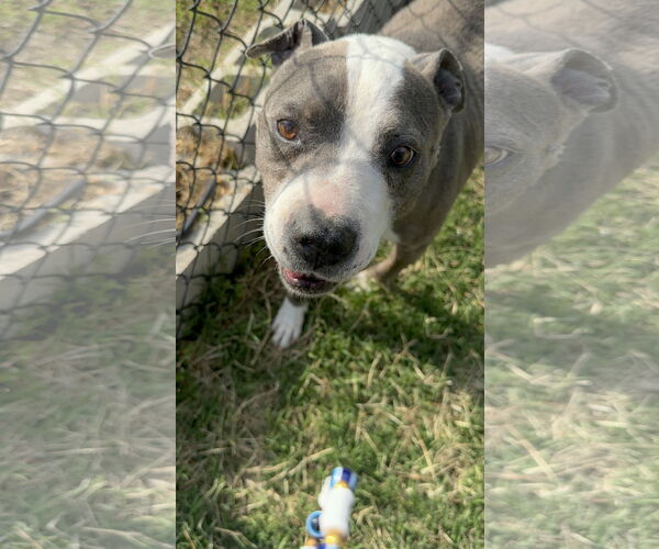 Medium Photo #1 Mutt Puppy For Sale in Garner, NC, USA