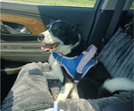 Small #2 Border Collie Mix