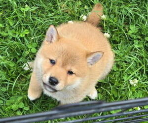 Shiba Inu Puppy for sale in CALUMET CITY, IL, USA