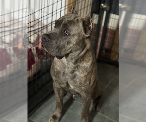 Father of the Cane Corso puppies born on 02/24/2024