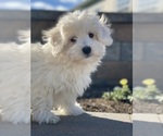 Small #2 Coton de Tulear