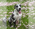 Small #3 Great Dane