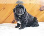 Puppy 1 Havanese-Miniature Australian Shepherd Mix