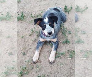 Australian Cattle Dog Puppy for sale in BRIGGSDALE, CO, USA