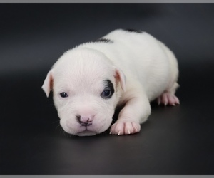 American Bully Puppy for sale in CHAMPAIGN, IL, USA