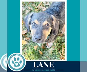 Lane ( L Crew) 102426 - Male Labrador Retriever-Unknown Mix Dog for Adoption - Photo #4