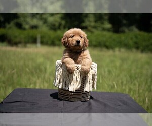 Golden Retriever Puppy for sale in FOUR OAKS, NC, USA