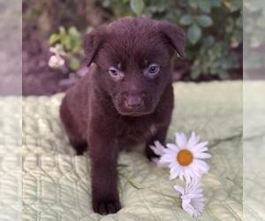 Labrador Retriever-Unknown Mix Dogs for adoption in San Diego, CA, USA