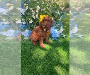 Goldendoodle (Miniature) Puppy for sale in INDIANAPOLIS, IN, USA