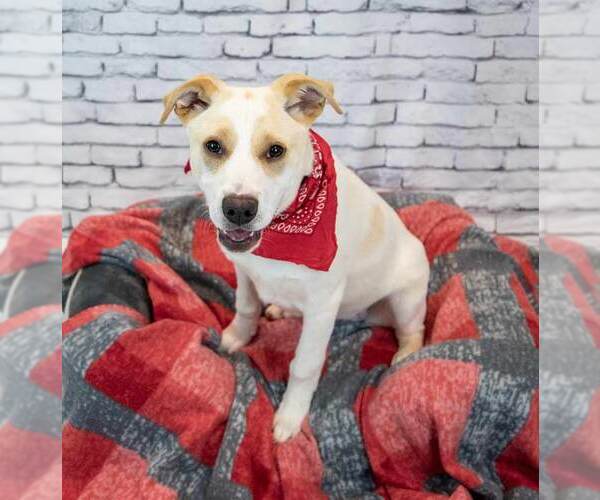 Medium Photo #5 Labrador Retriever-Unknown Mix Puppy For Sale in Kennesaw, GA, USA