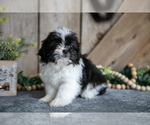 Puppy Echo Shih Tzu