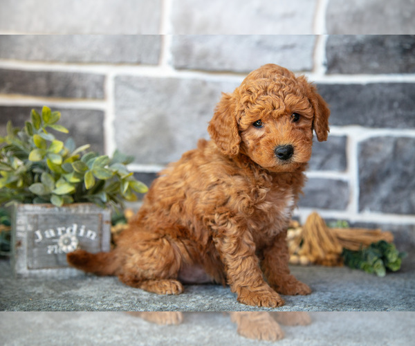 Medium Photo #14 Goldendoodle (Miniature) Puppy For Sale in MIFFLINBURG, PA, USA