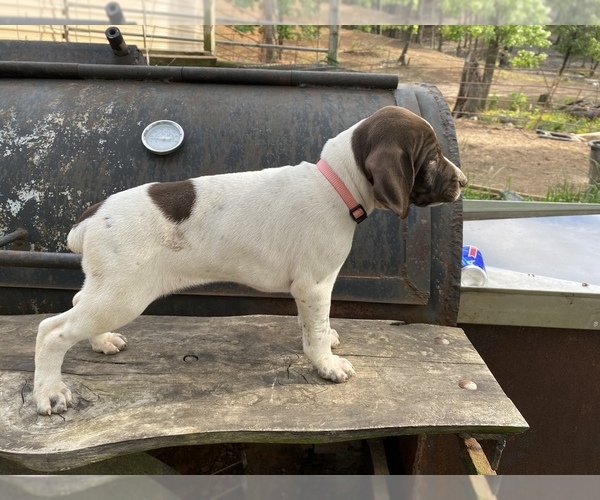 Medium Photo #1 German Shorthaired Pointer Puppy For Sale in WINNSBORO, TX, USA