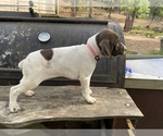 Small Photo #1 German Shorthaired Pointer Puppy For Sale in WINNSBORO, TX, USA