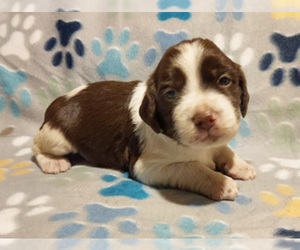 Brittany Puppy for sale in BLOSSBURG, PA, USA