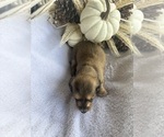 Small #4 Dachshund