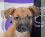 Small #1 American Staffordshire Terrier-Boxer Mix