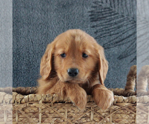 Golden Retriever Puppy for sale in GORDONVILLE, PA, USA