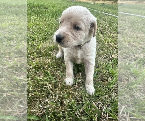 Medium Photo #54 Golden Retriever Puppy For Sale in CONCORD, VA, USA