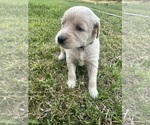 Small Photo #54 Golden Retriever Puppy For Sale in CONCORD, VA, USA