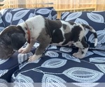 Small Photo #14 Great Dane Puppy For Sale in WILLIS, TX, USA
