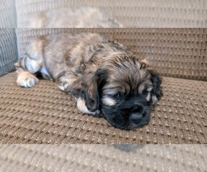 Cocker Spaniel Puppy for sale in HILTON, NY, USA