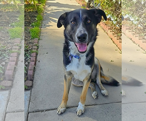 Thornton - Male Mutt Dog for Adoption - Photo #3