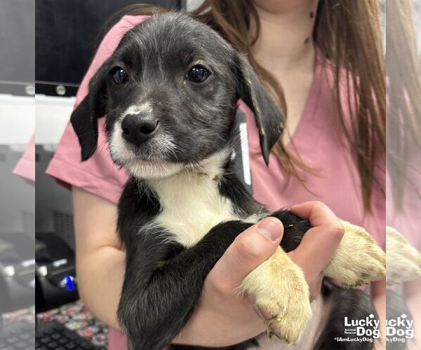 Medium Photo #2 Labrador Retriever-Unknown Mix Puppy For Sale in Washington, DC, USA