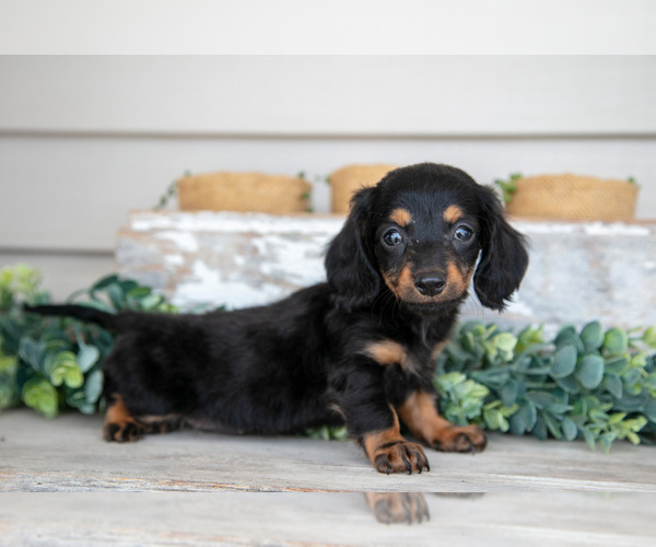 Medium Photo #20 Dachshund Puppy For Sale in NAPPANEE, IN, USA
