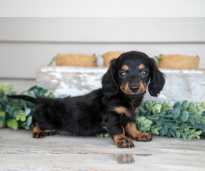 Medium Dachshund