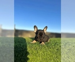 Small #2 French Bulldog