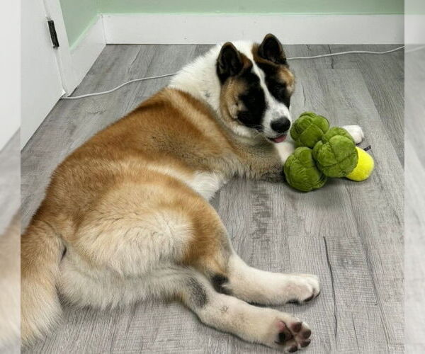 Medium Photo #3 Akita Puppy For Sale in Oakland Park, FL, USA