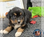 Small Photo #5 Miniature Australian Shepherd Puppy For Sale in GRANBURY, TX, USA