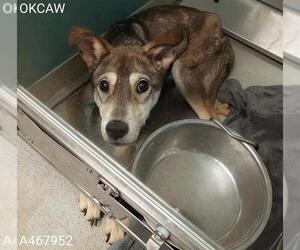 Siberian Husky Dogs for adoption in Oklahoma City, OK, USA