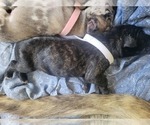 Small Photo #8 Daniff-Neapolitan Mastiff Mix Puppy For Sale in MONTEVIEW, ID, USA