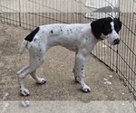 Small Photo #53 German Shorthaired Pointer Puppy For Sale in MCKINNEY, TX, USA