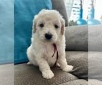 Small #1 Goldendoodle