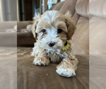 Puppy Hattie Maltipoo