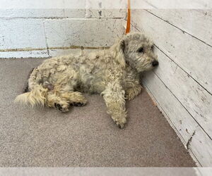 Poodle (Miniature)-Unknown Mix Dogs for adoption in San Bernardino, CA, USA