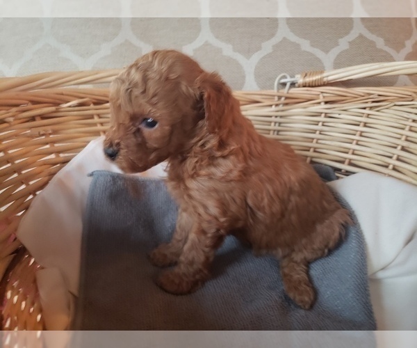 Medium Photo #9 Poodle (Toy) Puppy For Sale in LANSDALE, PA, USA