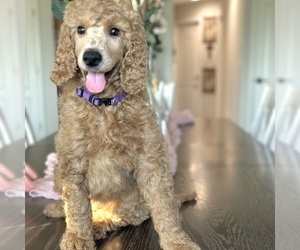 Poodle (Standard) Puppy for sale in MODESTO, CA, USA