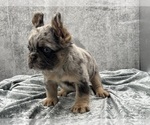 Small #3 French Bulldog