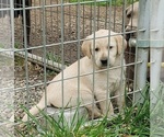 Puppy Yellow Female Labrador Retriever