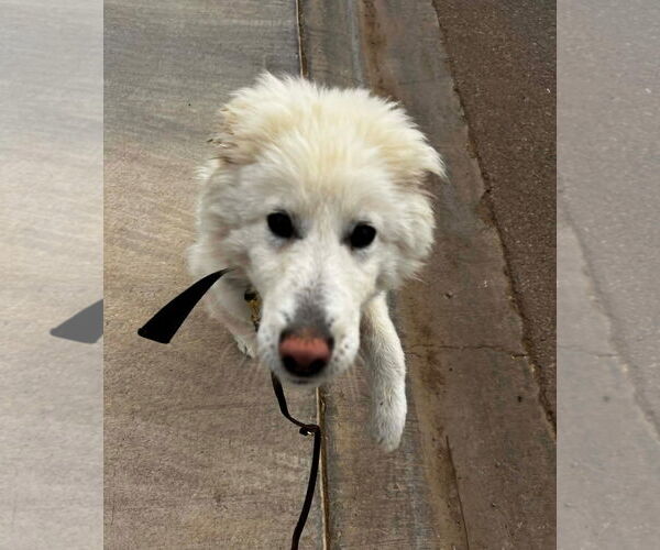 Medium Photo #2 Pyrenees Husky Puppy For Sale in Grafton, WI, USA