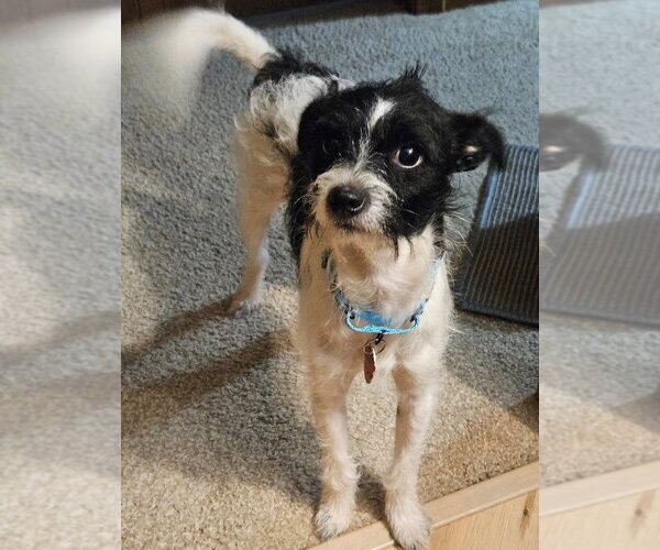 Medium Photo #4 Mutt Puppy For Sale in Andover, MN, USA