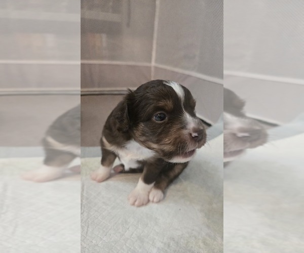 Medium Photo #9 Miniature Australian Shepherd Puppy For Sale in MOUNT JULIET, TN, USA