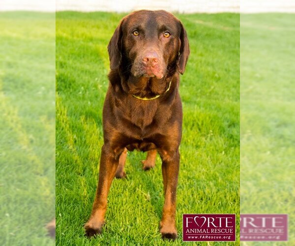 Medium Photo #4 Labrador Retriever Puppy For Sale in Marina del Rey, CA, USA