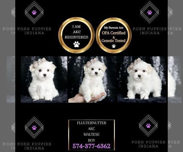 Medium Photo #8 Maltese Puppy For Sale in WARSAW, IN, USA