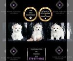 Small #7 Maltese