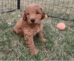 Puppy 2 Goldendoodle (Miniature)